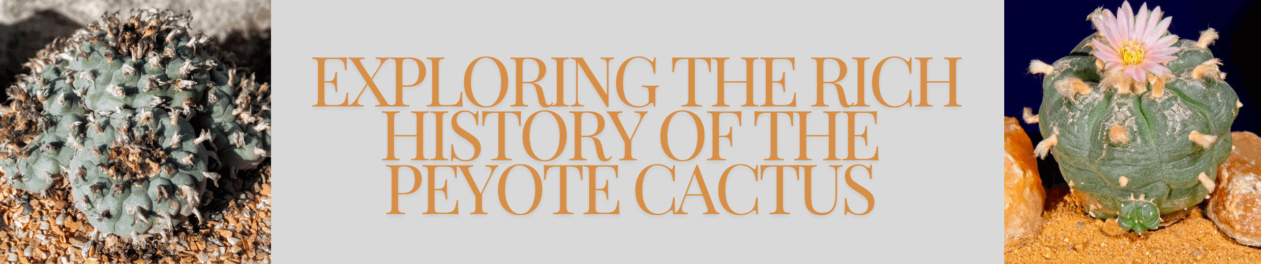 Exploring the Rich History of the Peyote Cactus – Sacred Buttons
