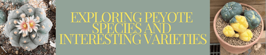 A blog image banner with title text and pictures of different peyote cactus species.