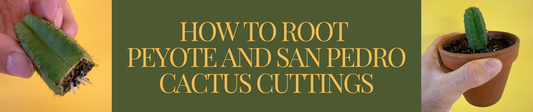 How to Root Peyote and San Pedro Cactus Cuttings