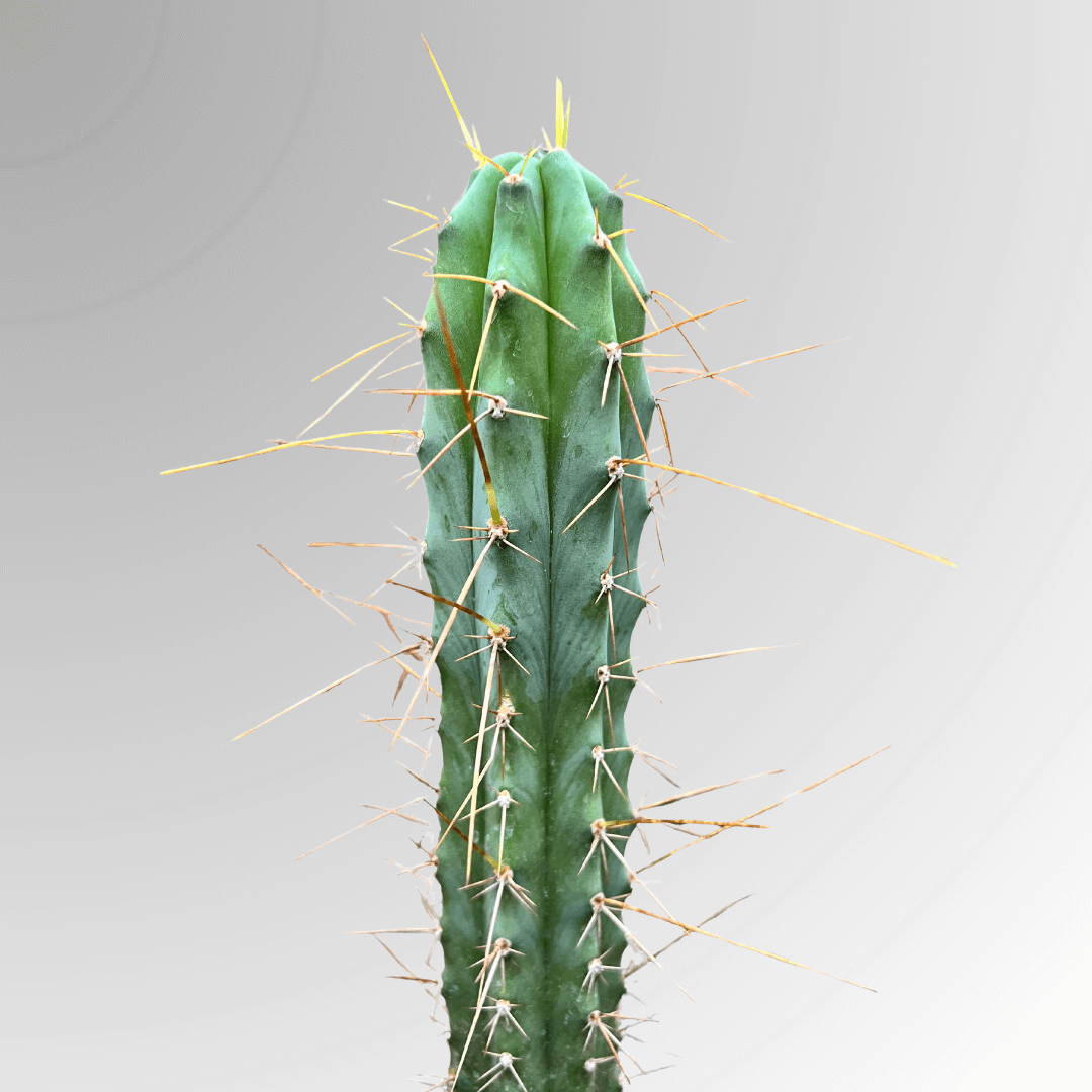 A Bolivian Torch (Trichocereus Bridgesii) cactus.