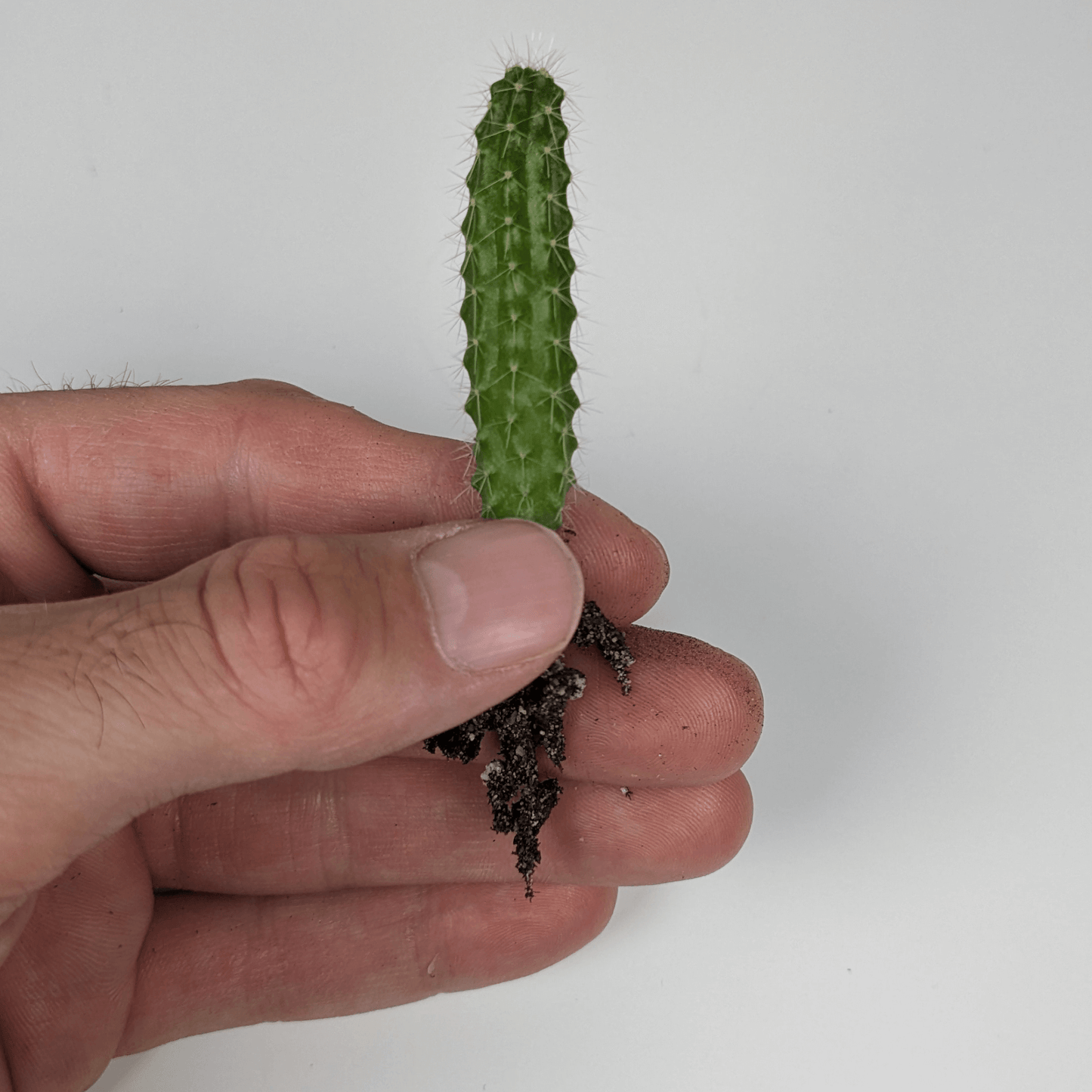 A hand holding a Peruvian Torch (Echinopsis Peruviana) cactus seedling.