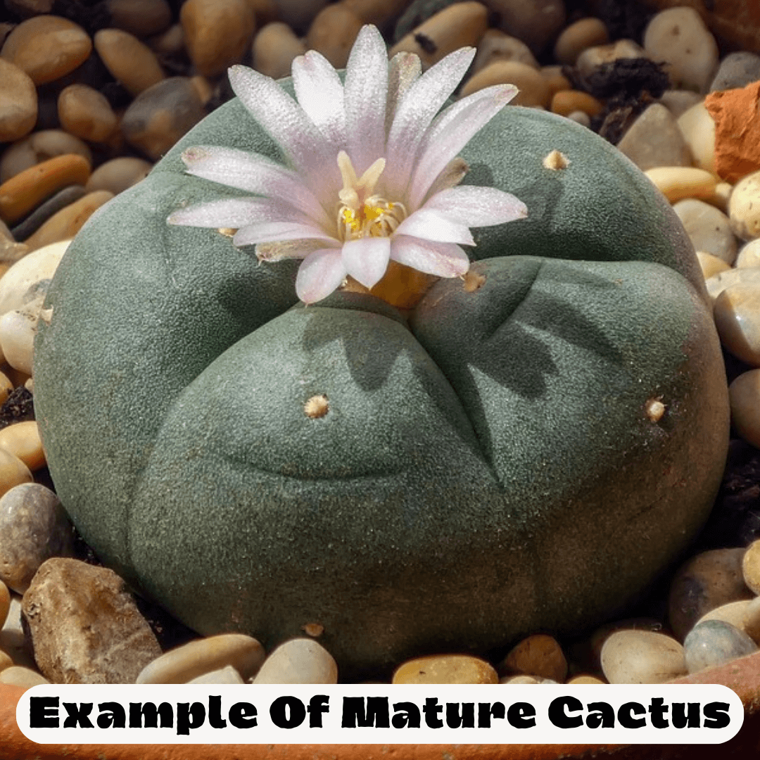 An example of a mature (Lophophora williamsii) cactus.