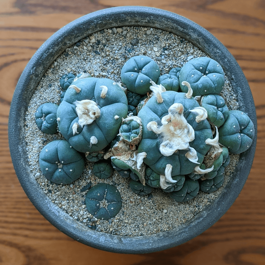 A cluster of peyote (lophophora williamsii caespitosa)
