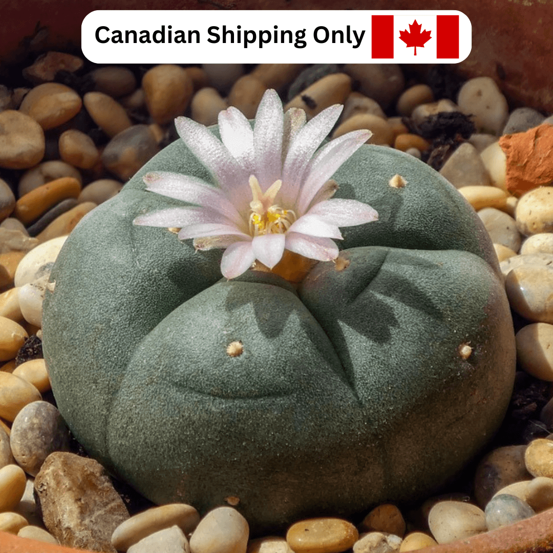 A flowering peyote (Lophophora williamsii) cactus.