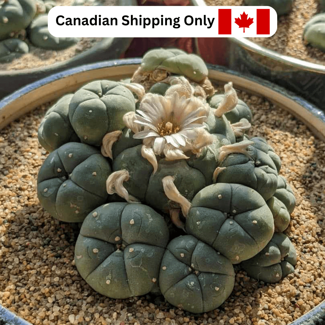 A flowering peyote (Lophophora williamsii Caespitosa) cactus.