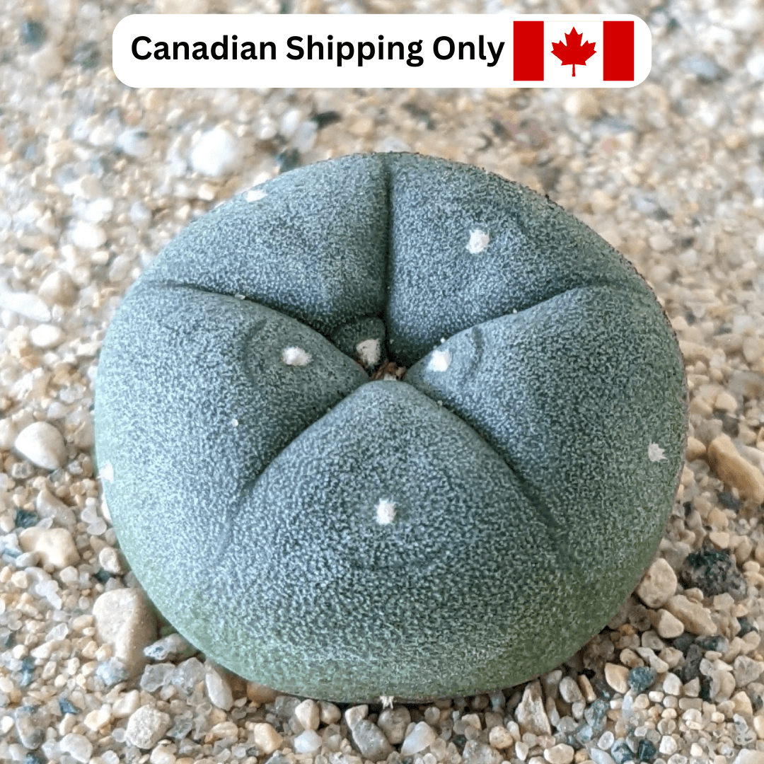 A small peyote (Lophophora williamsii) cactus.
