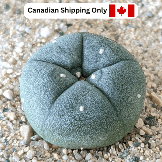 A small peyote (Lophophora williamsii) cactus.