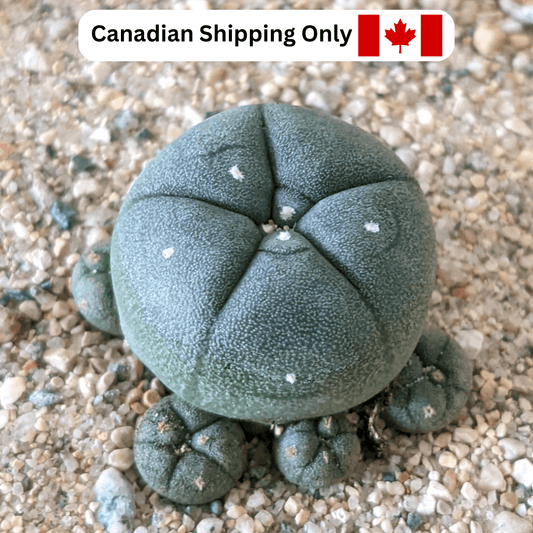 A small peyote (Lophophora williamsii Caespitosa) cactus.