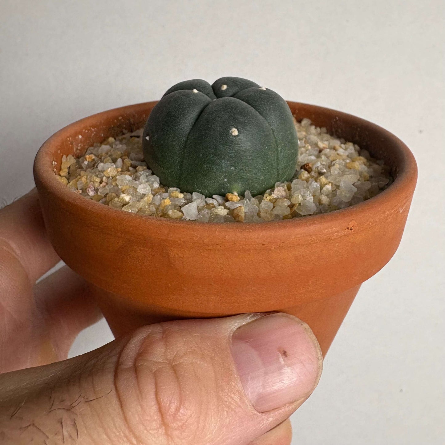A hand holding a potted peyote cactus.