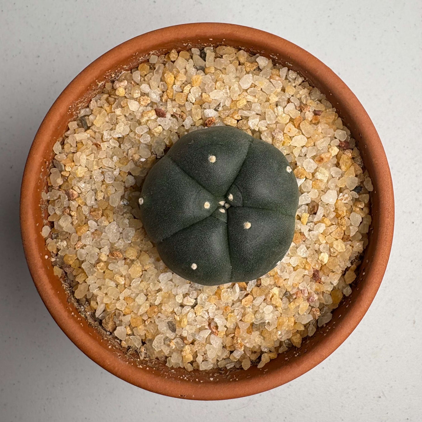 A potted peyote cactus.
