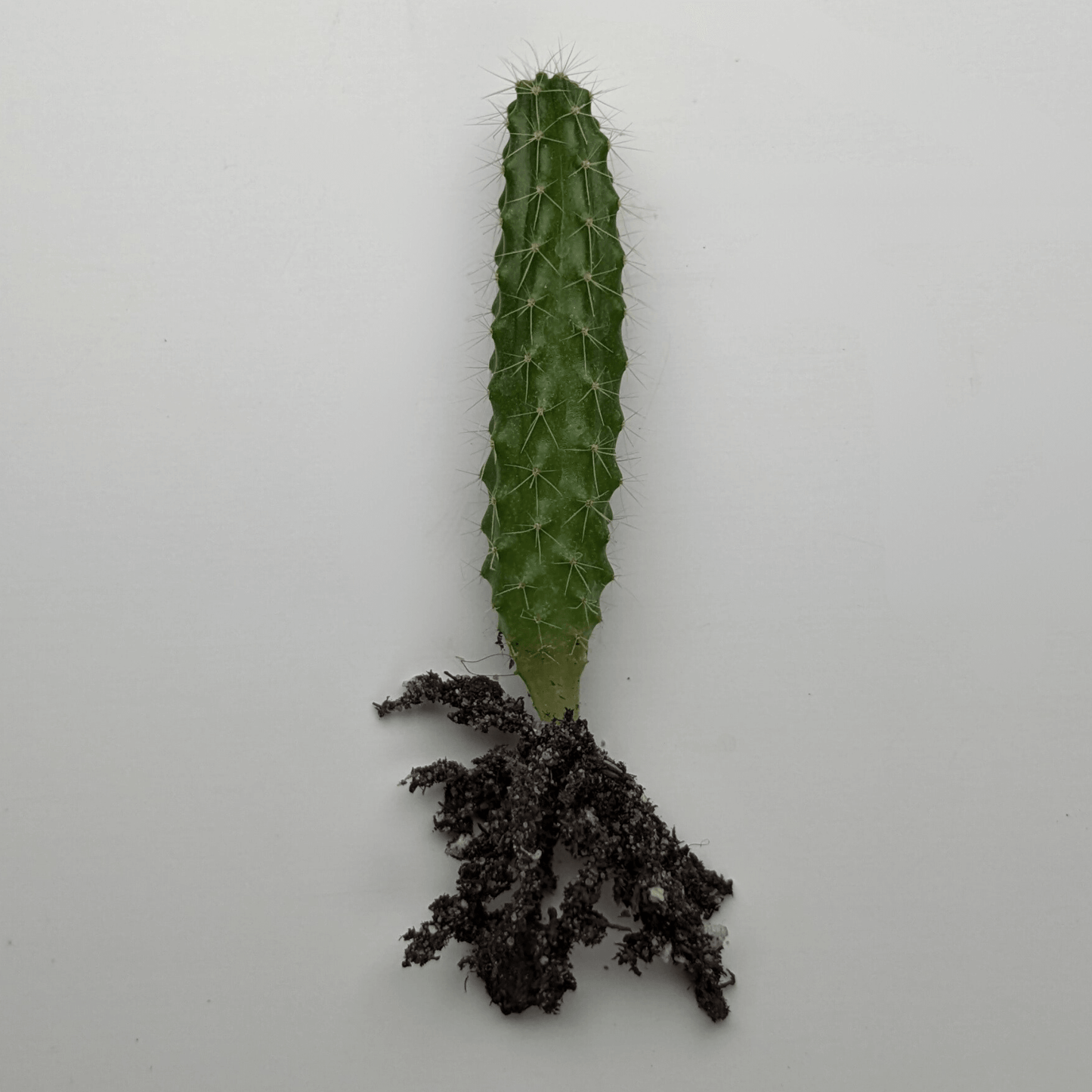 A Peruvian Torch (Echinopsis Peruviana) cactus seedling.