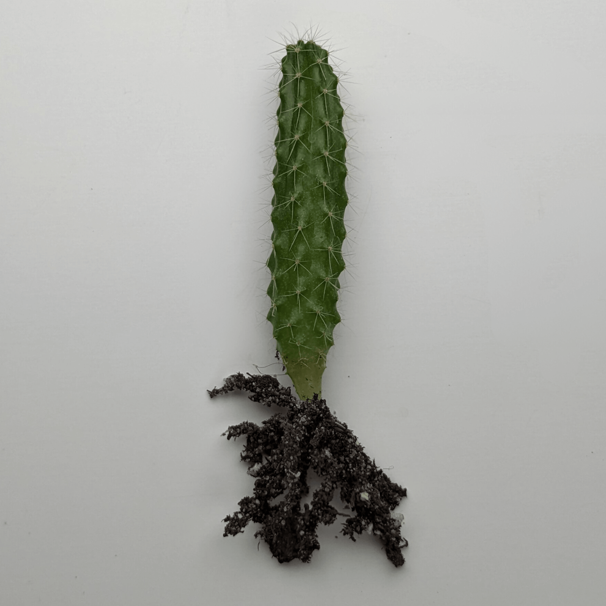 A Peruvian Torch (Echinopsis Peruviana) cactus seedling.