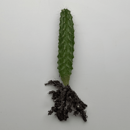 A Peruvian Torch (Echinopsis Peruviana) cactus seedling.
