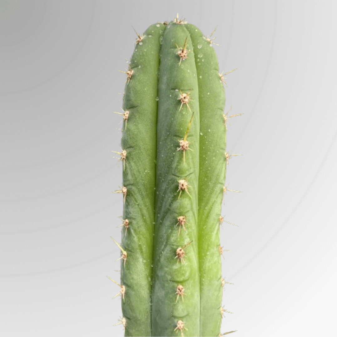 san pedro cactus seeds legality San Pedro Cactus Seeds – Sacred Buttons