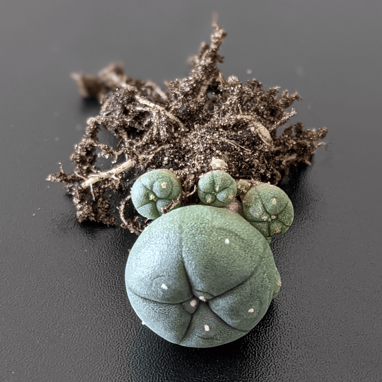 An uprooted peyote (Lophophora williamsii Caespitosa) cactus.