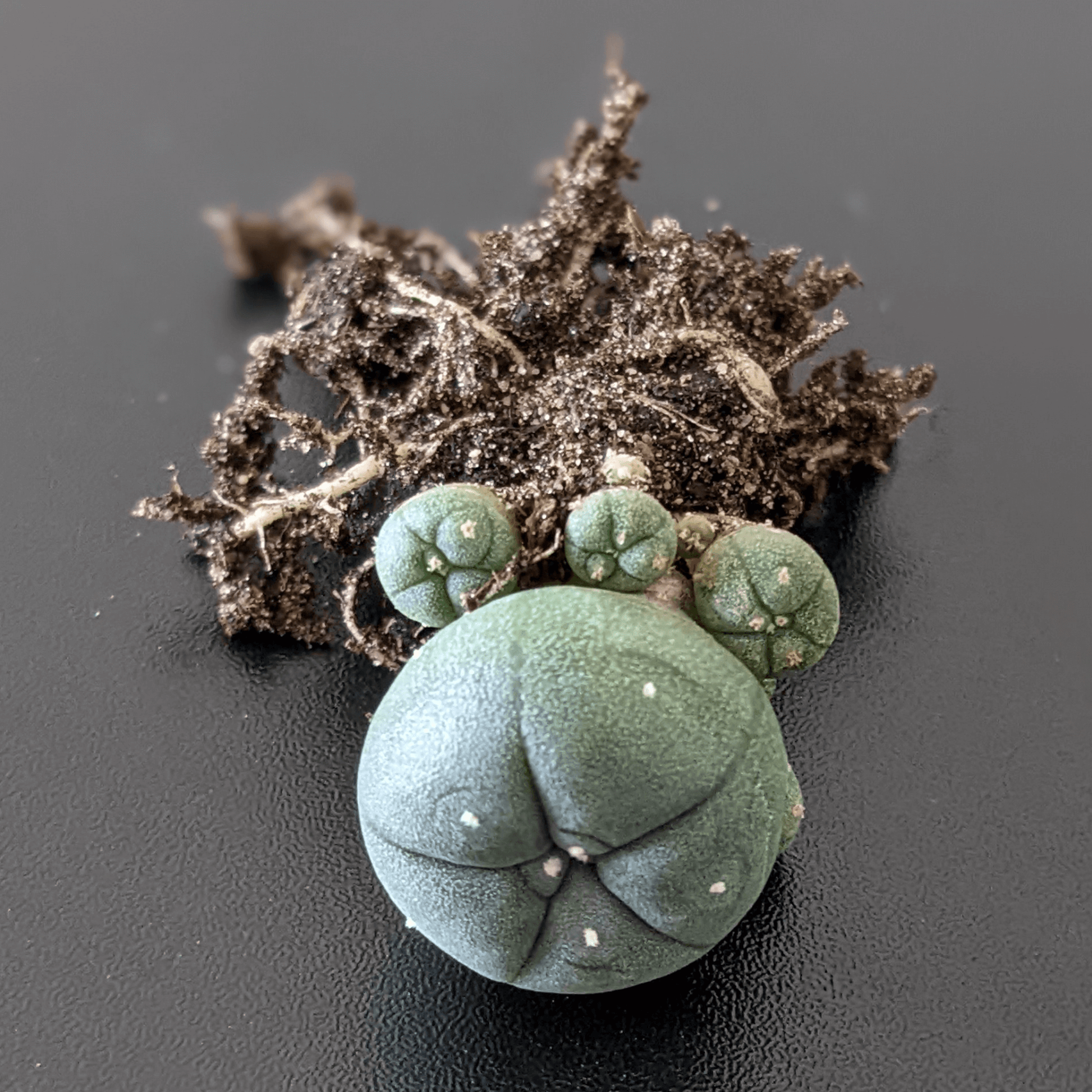 An uprooted peyote (Lophophora williamsii Caespitosa) cactus.