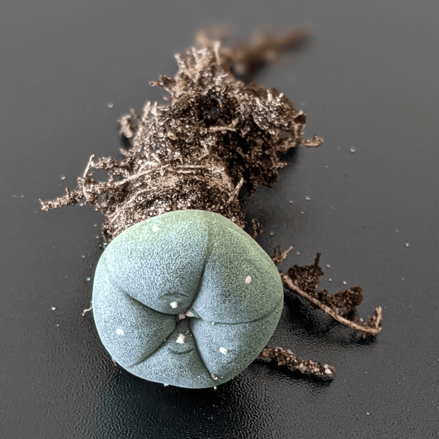 An uprooted peyote (Lophophora williamsii) cactus.