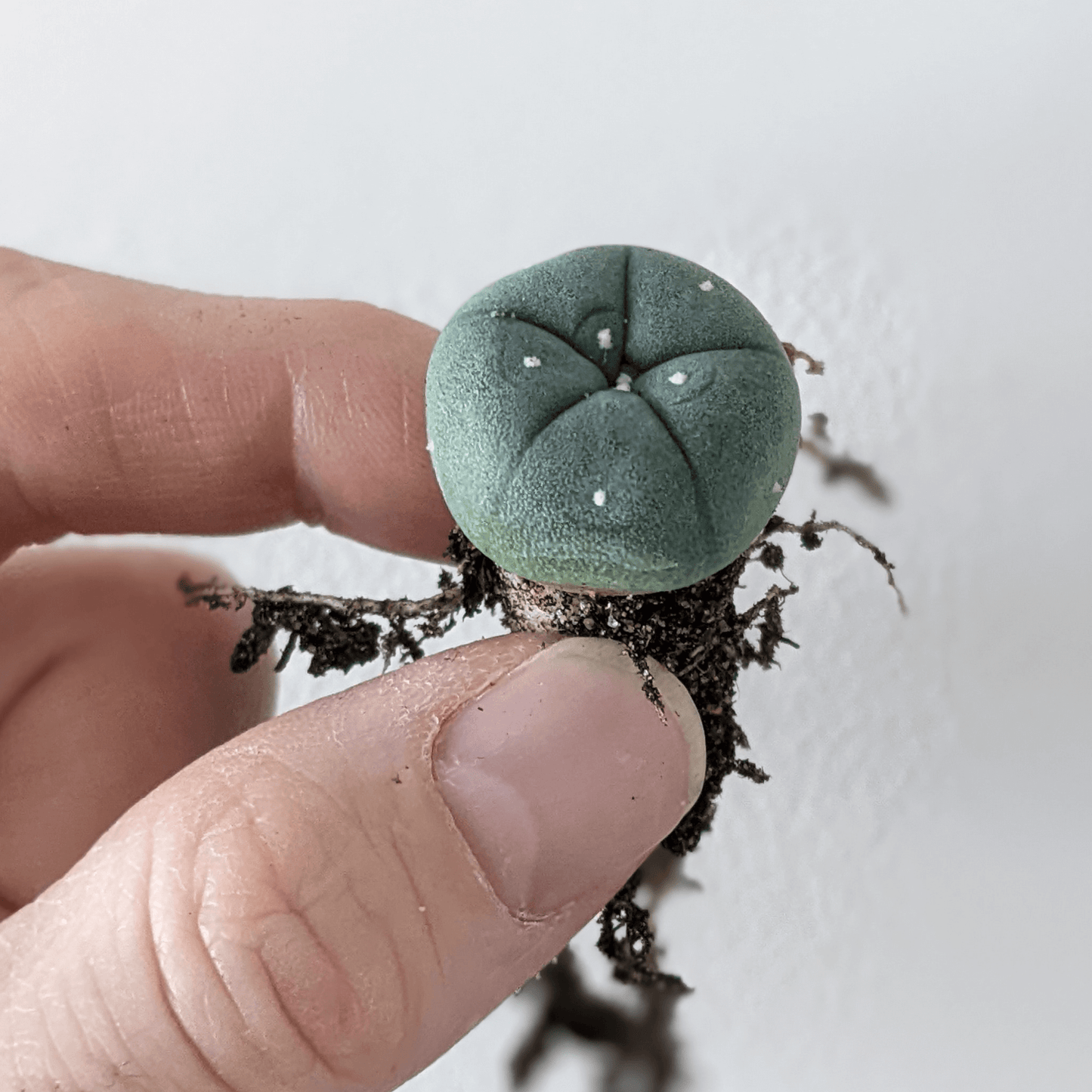 A hand holding A small peyote (Lophophora williamsii) cactus.