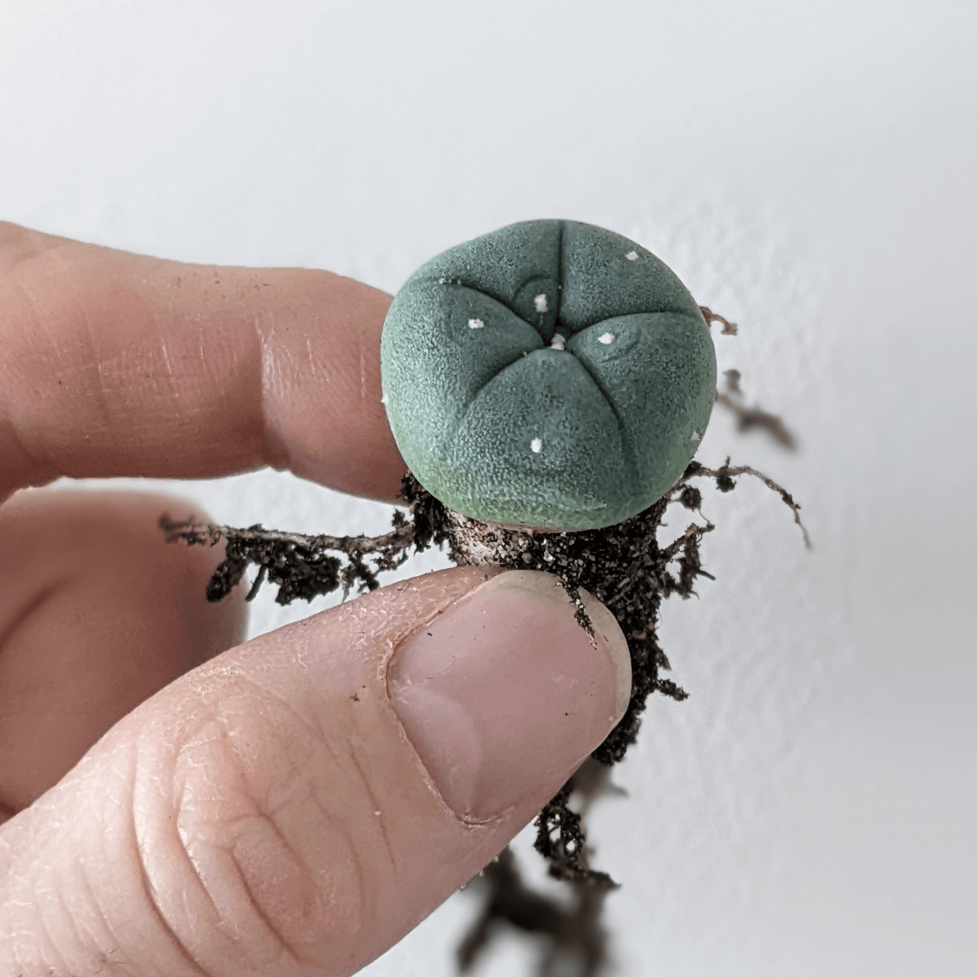 A hand holding A small peyote (Lophophora williamsii) cactus.