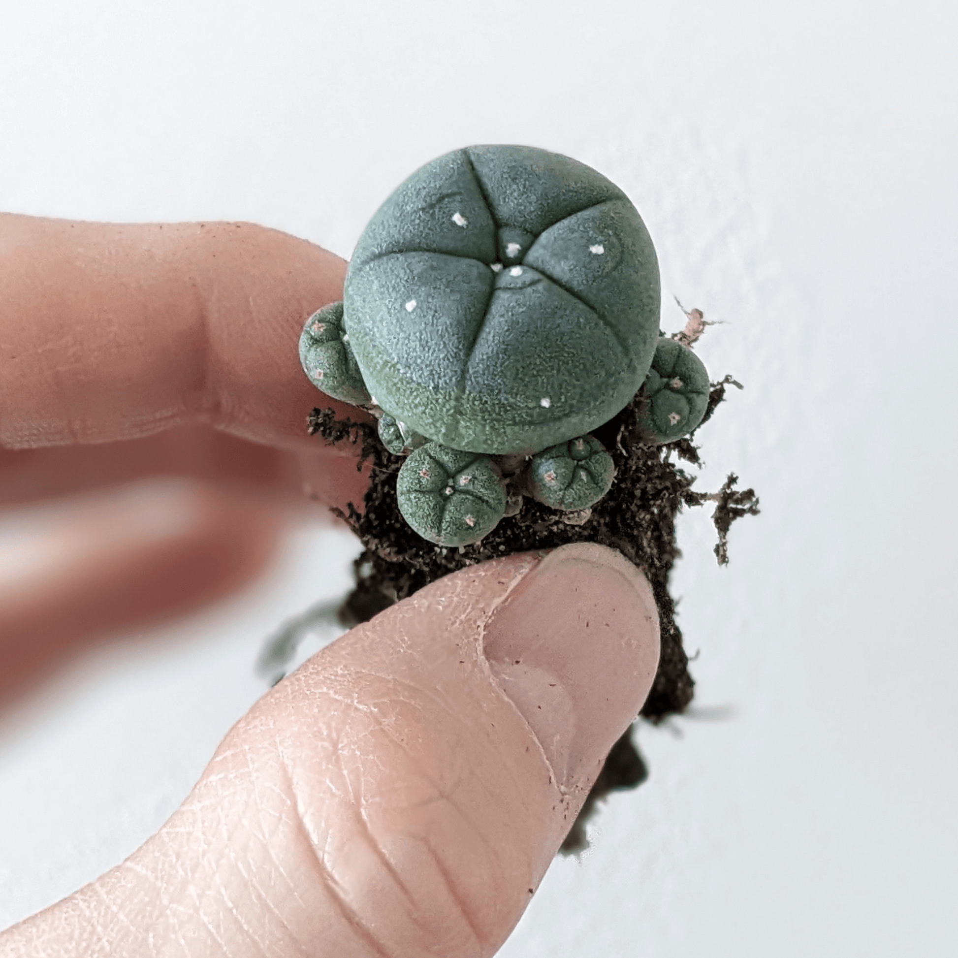 A hand holding a peyote (Lophophora williamsii Caespitosa) cactus.