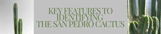 A blog image banner with title text and pictures of San Pedro cacti.