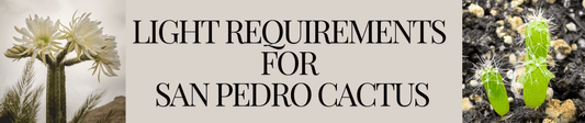 Light Requirements for San Pedro Cactus