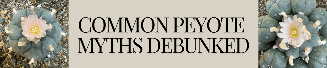 Common Peyote Myths Debunked 