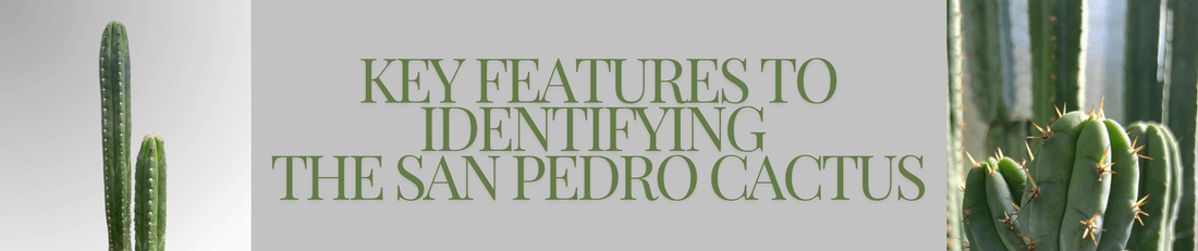 A blog image banner with title text and pictures of San Pedro cacti.