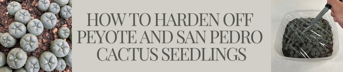 How to Harden Off Peyote and San Pedro Cactus Seedlings