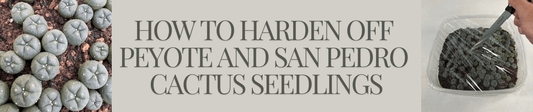 How to Harden Off Peyote and San Pedro Cactus Seedlings