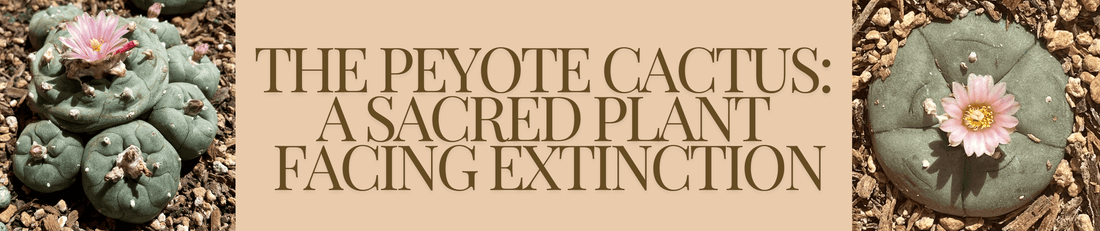 A blog image banner with title text and pictures of a peyote cactus.
