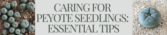 Caring for Peyote Seedlings: Essential Tips