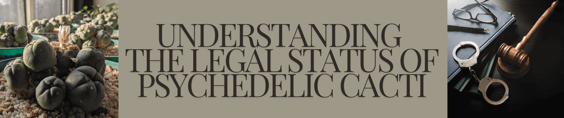 A blog image banner with title text and pictures depicting the legal status of psychedelic cacti.
