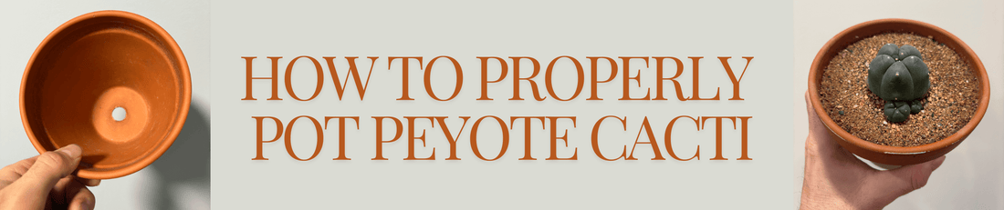 How to Properly Pot Peyote Cacti