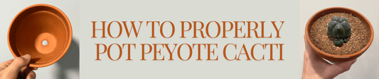 How to Properly Pot Peyote Cacti