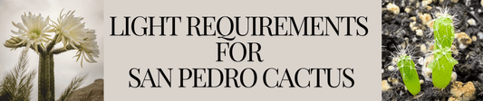 Light Requirements for San Pedro Cactus