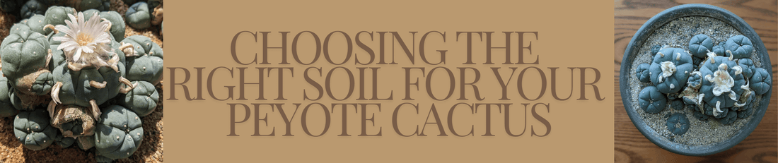 A blog image banner with title text and pictures of the proper soil for peyote cacti.