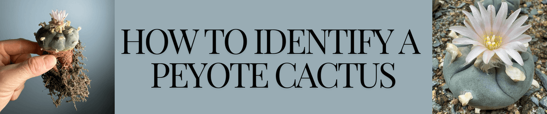 How to Identify a Peyote Cactus