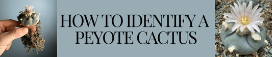 How to Identify a Peyote Cactus