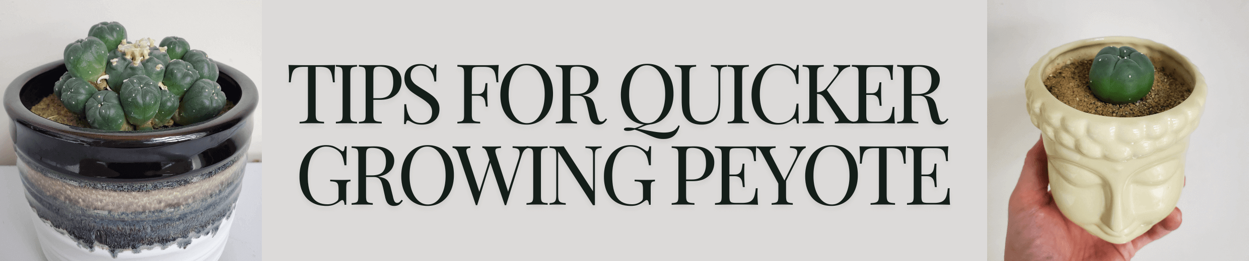 Tips For Quicker Growing Peyote – Sacred Buttons