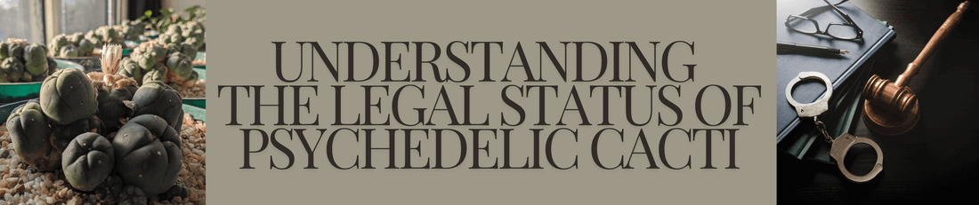 A blog image banner with title text and pictures depicting the legal status of psychedelic cacti.