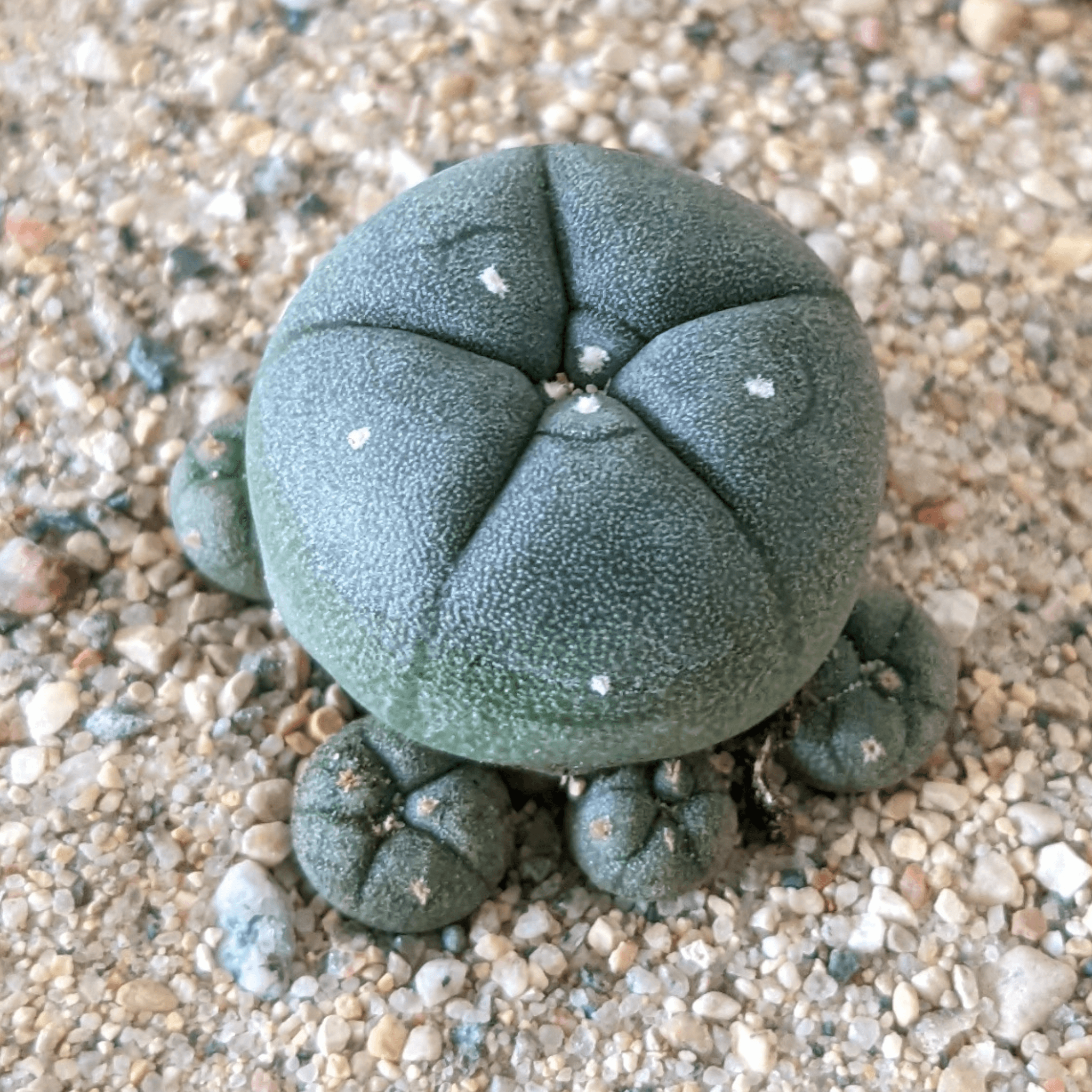 Psychedelic Cacti and Seeds | Sacred Buttons