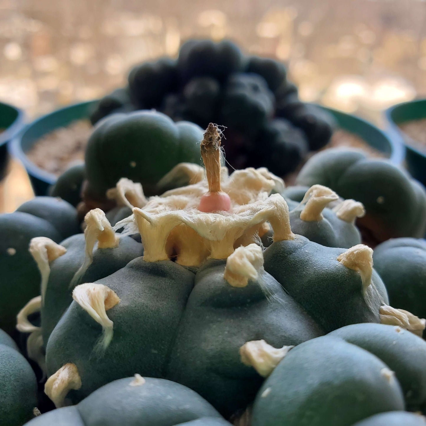 A clustering peyote cactus that has produced a fruit.