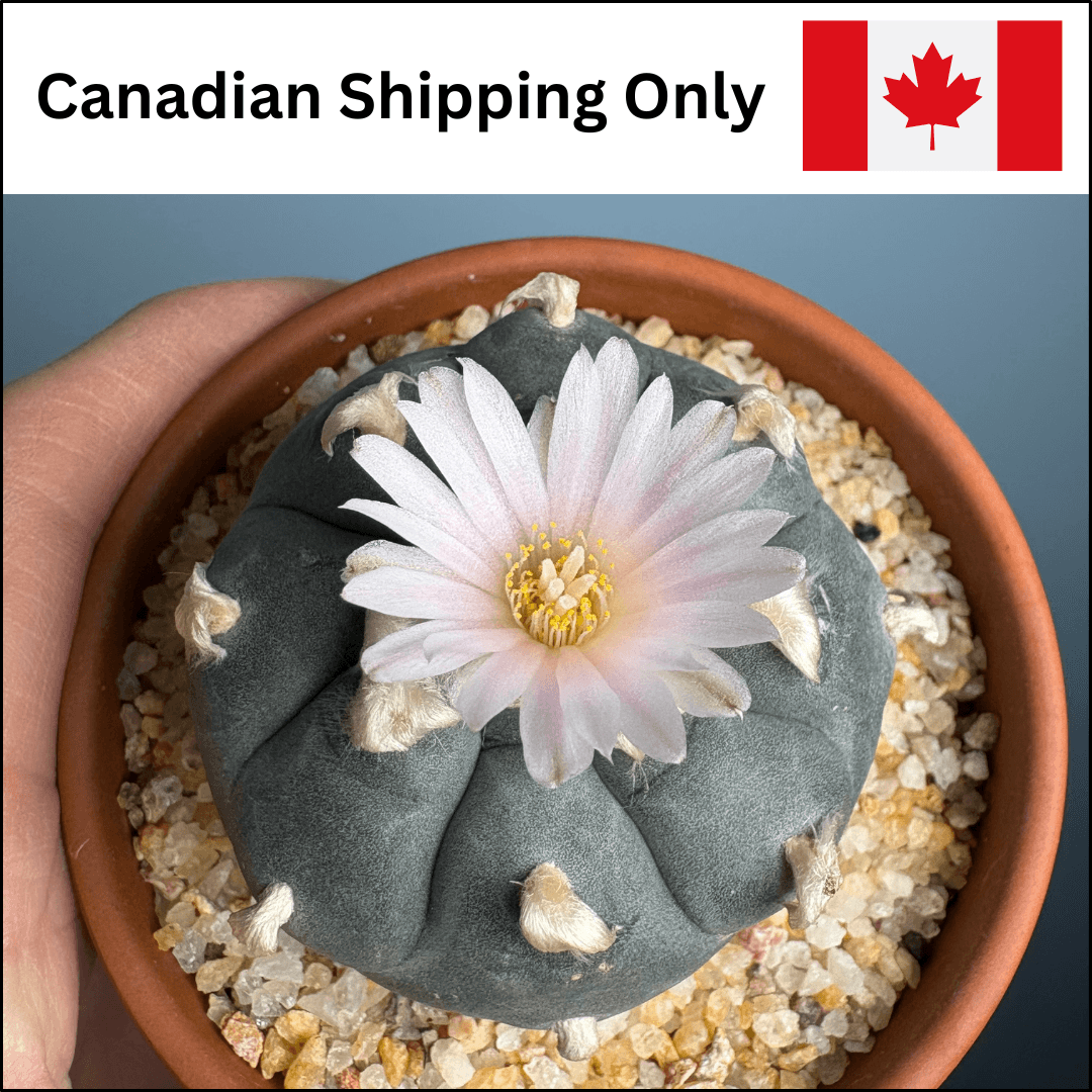 A product photo for peyote (Lophophora williamsii) cactus seeds with a label that reads "Canadian Shipping Only."