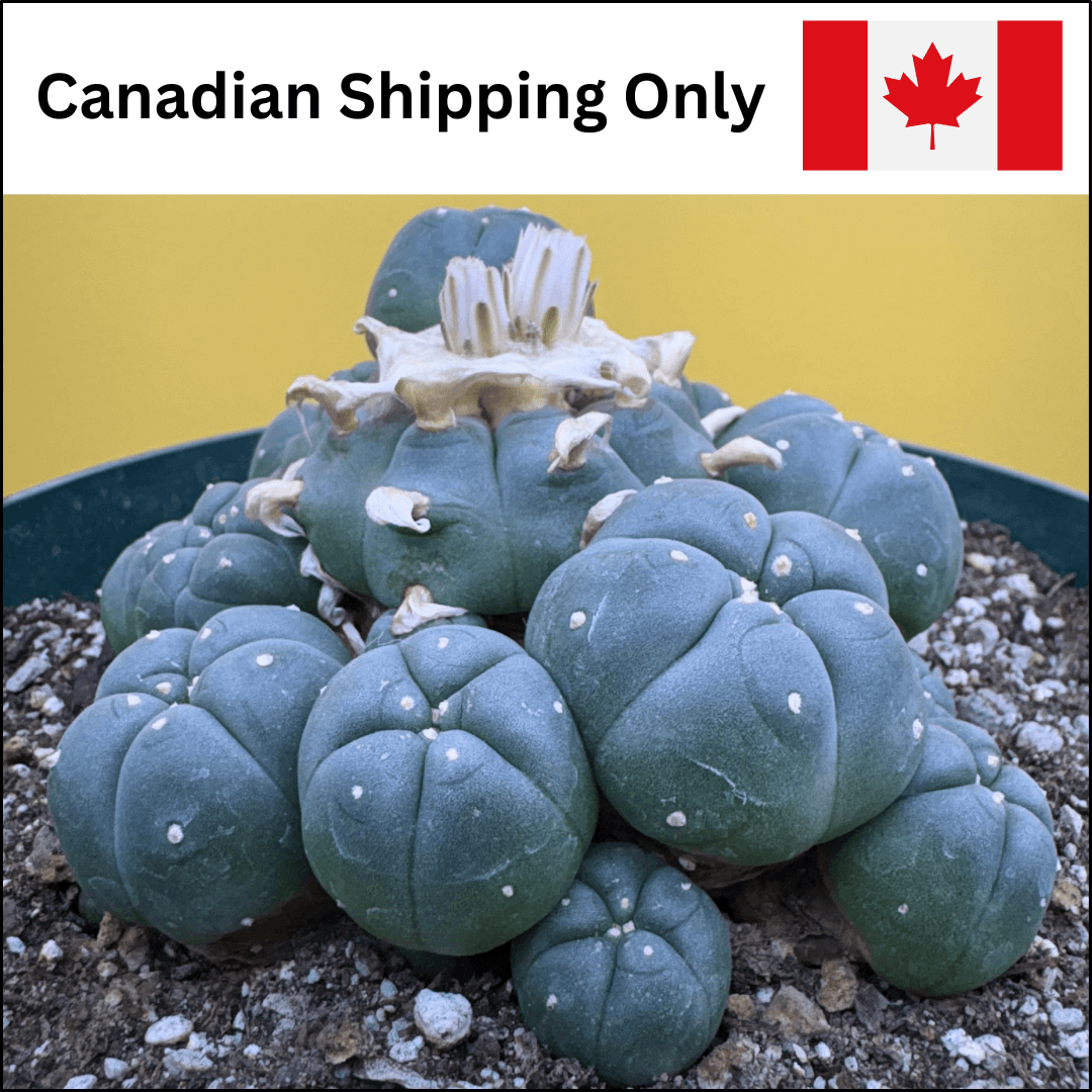 A product photo for clustering peyote (Lophophora williamsii var. caespitosa) cactus seeds with a label that reads "Canadian Shipping Only."