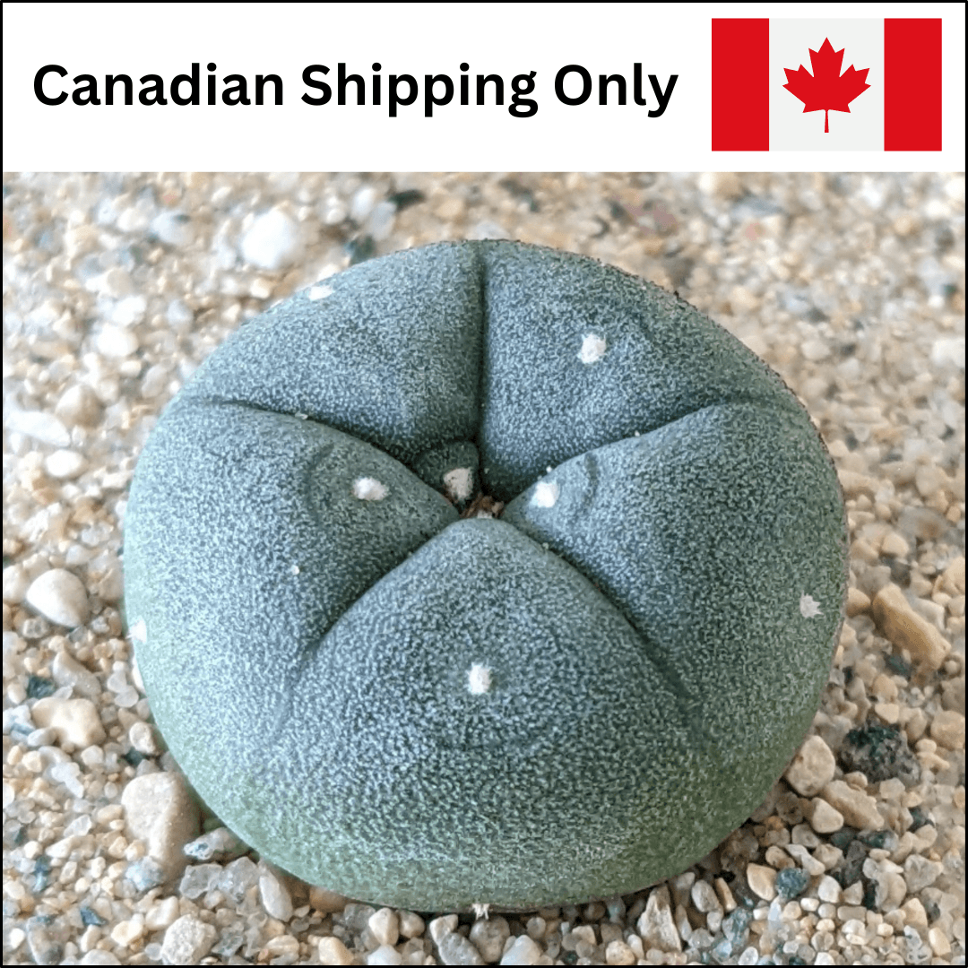 A product photo for peyote (Lophophora williamsii) cactus seedlings with a label that reads "Canadian Shipping Only."