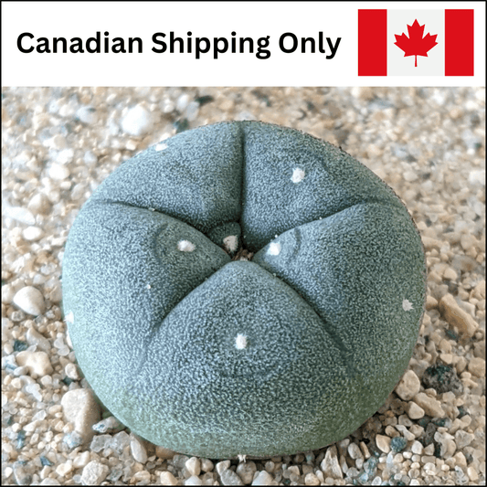 A product photo for peyote (Lophophora williamsii) cactus seedlings with a label that reads "Canadian Shipping Only."