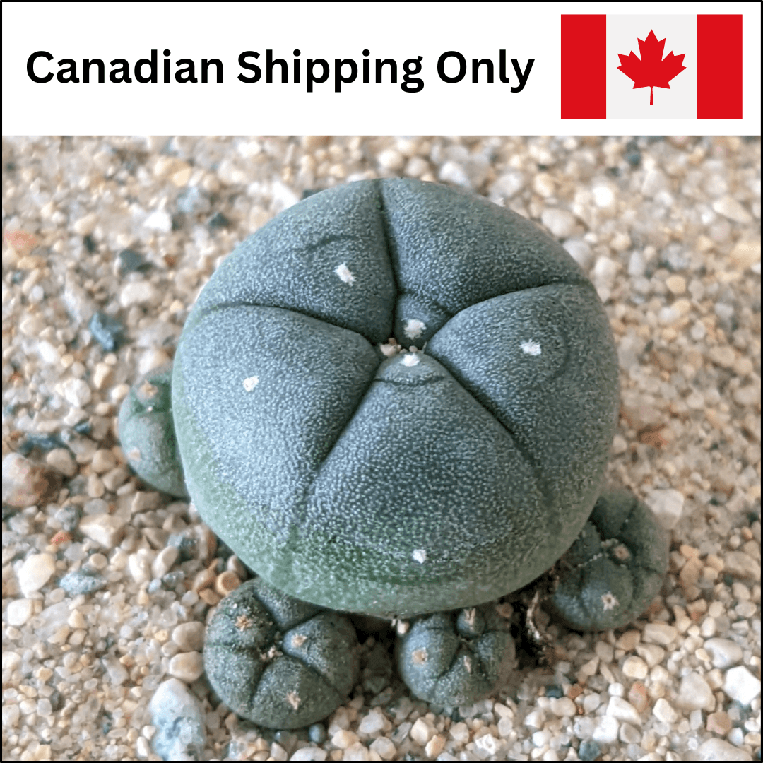 A product photo for clustering peyote (Lophophora williamsii var. caespitosa) cactus seedlings with a label that reads "Canadian Shipping Only."