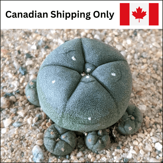 A product photo for clustering peyote (Lophophora williamsii var. caespitosa) cactus seedlings with a label that reads "Canadian Shipping Only."