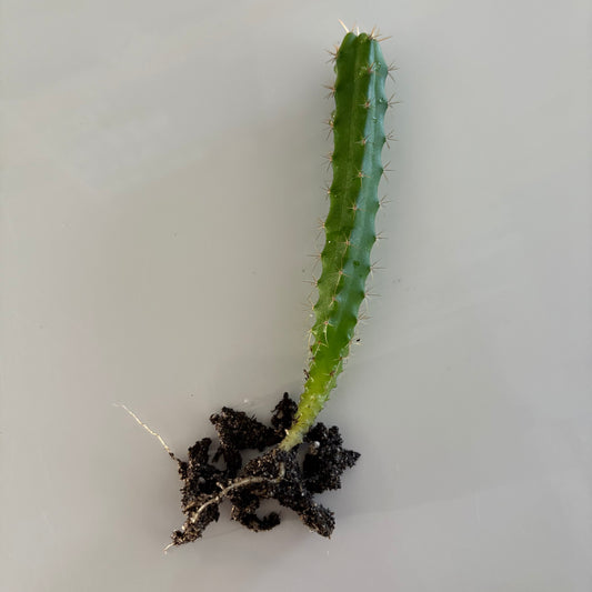 Bolivian Torch Cactus Seedling (Trichocereus bridgesii)